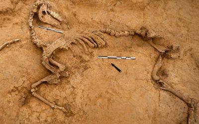 Military Veterans Seek Answers to Riddle of Waterloo’s Missing Skeletons