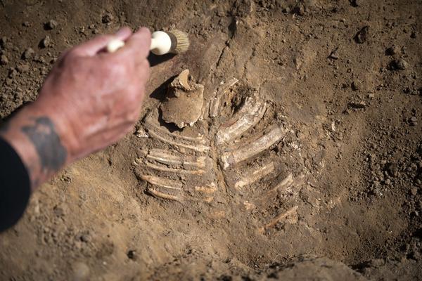 8.-A-horse-jaw-complete-with-teeth-being-excavated-©chrisvanhouts-1200x800
